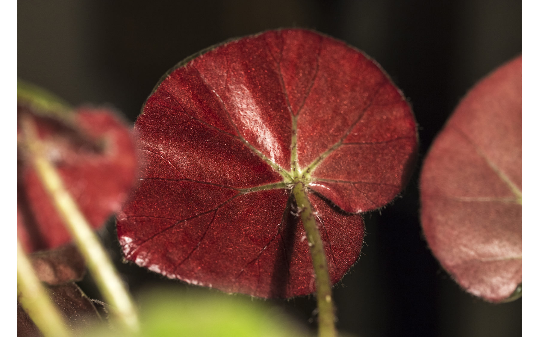begonia X erythrophylla