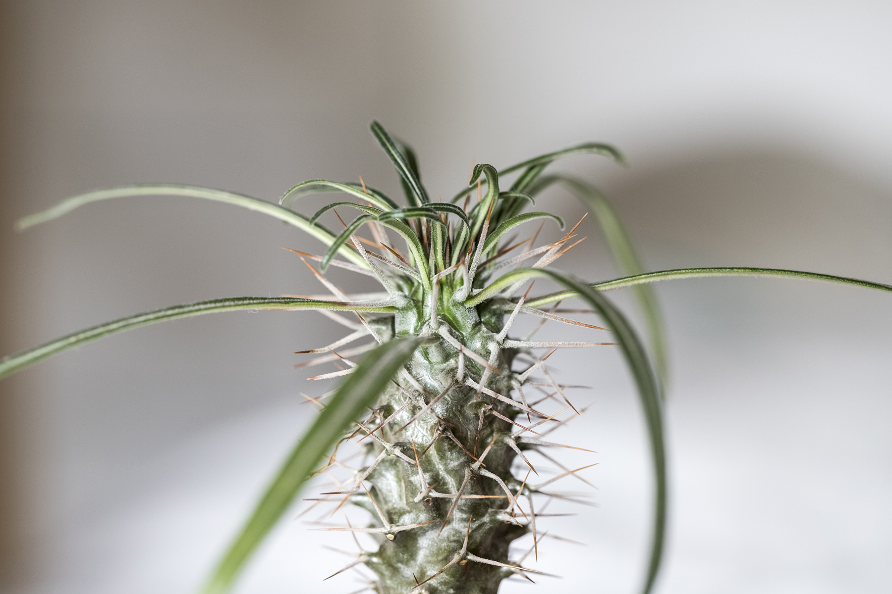 pachypodium geayi