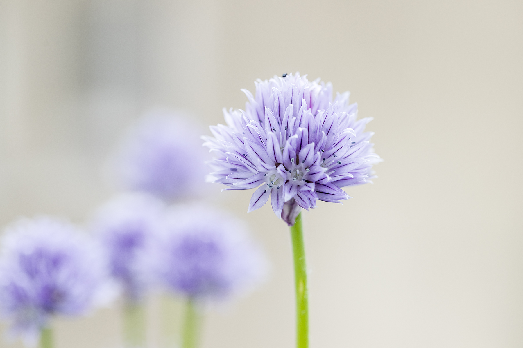 allium schoenoprasum