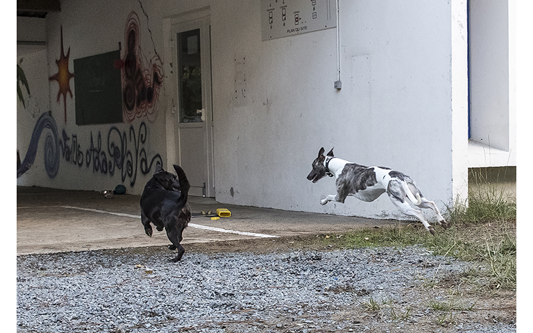 chiens fous